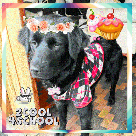 perro trompa